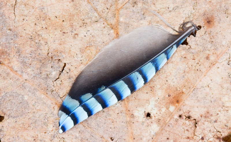 Blue Jay feather meaning