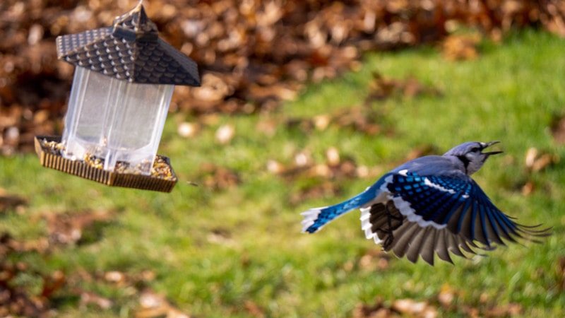 What does seeing a Blue Jay in your yard mean?