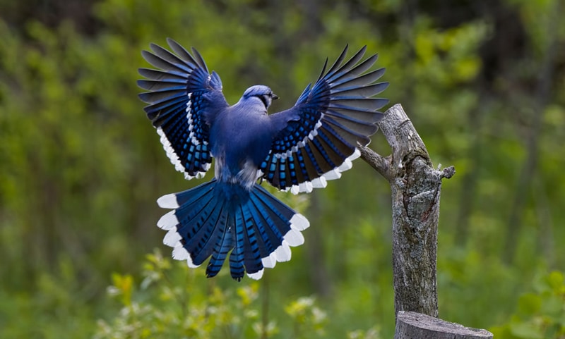 Blue Jay totem animal