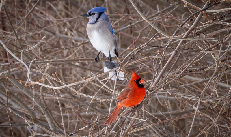 Cardinal and Blue Jay meaning