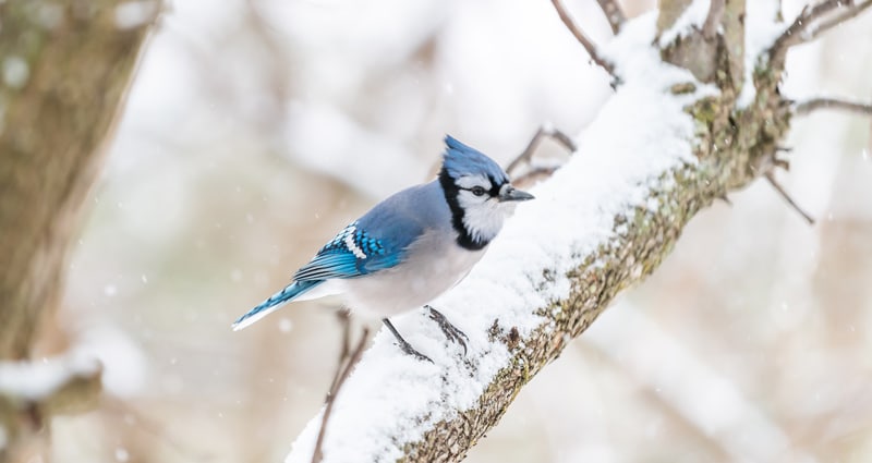 Dreaming of Blue Jays