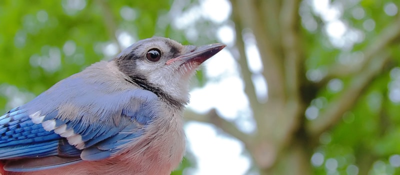 Meaning of seeing a Blue Jay