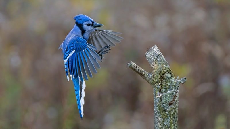Spiritual meaning of a Blue Jay