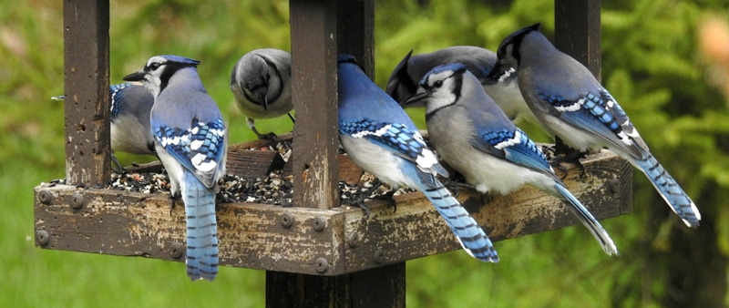 Spiritual meaning of a flock of Blue Jays