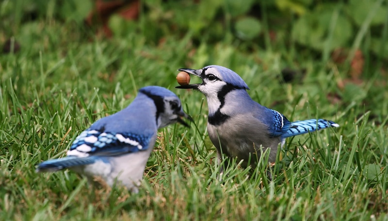 What does seeing two Blue Jays mean?