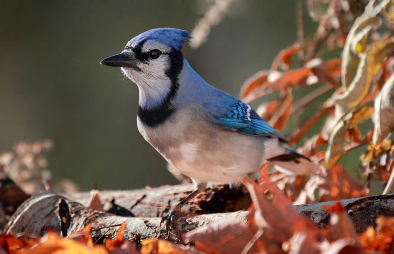 What does a Blue Jay Symbolize?